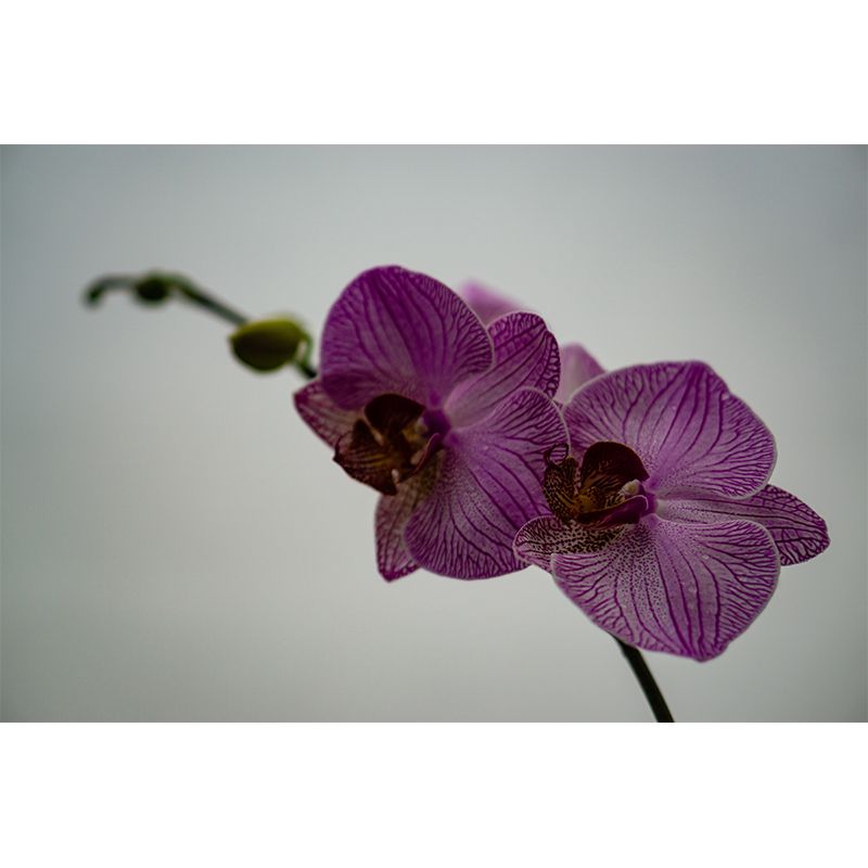 Modern Girl Room Decoration Orchid Mural Wallpaper, Custom Size Available