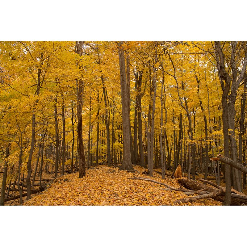 Autumn Forest Trees Wall Mural for Sitting Room Bedroom Home Decor, Made to Measure