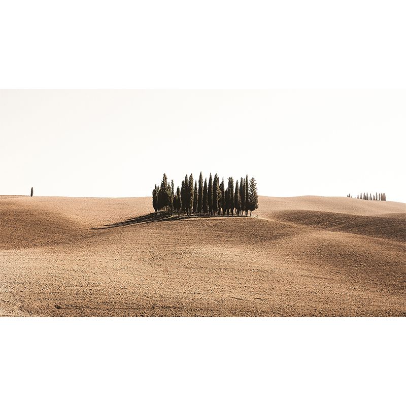 Soft Color Desert Mural Decal Nature Scenery Modern Mildew Resistant for Room