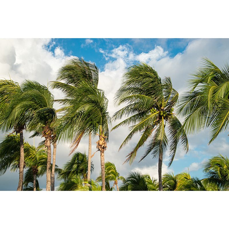 Large Tropical Scenery with Palm Trees Contemporary Decorating Wall Art, Waterproof