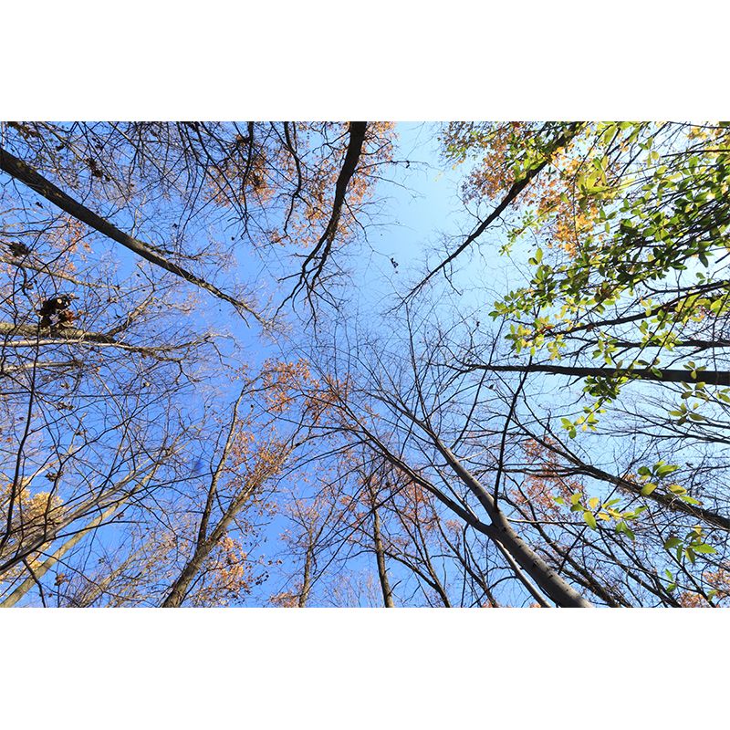 Modern Style Forest Wall Mural Wallpaper Photography Mildew Resistant for Home Decor