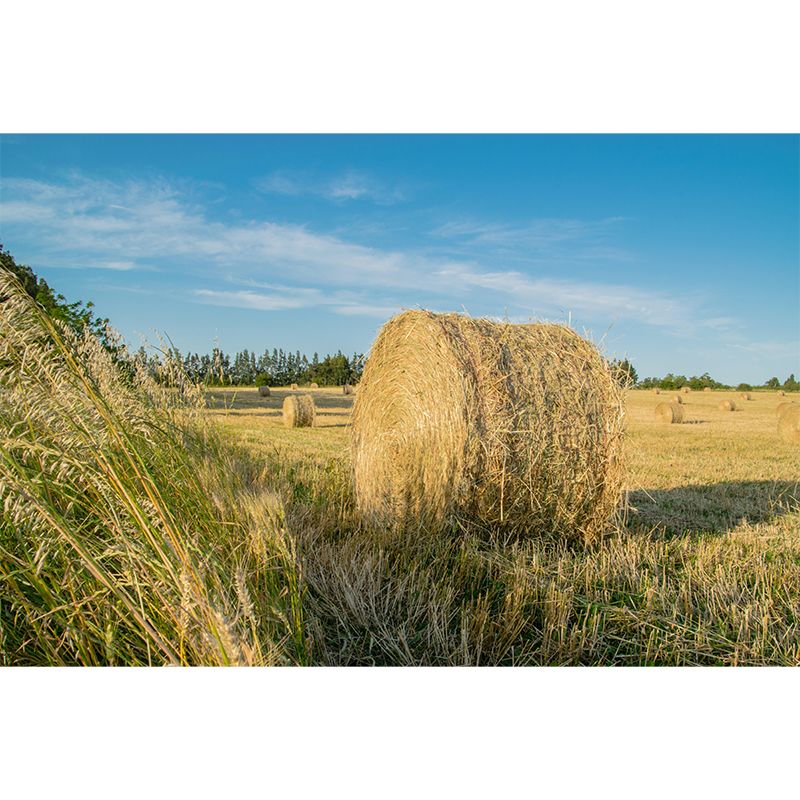 Modern Straw Bale Mural Environment Friendly Wallpaper for Living Room Decoration