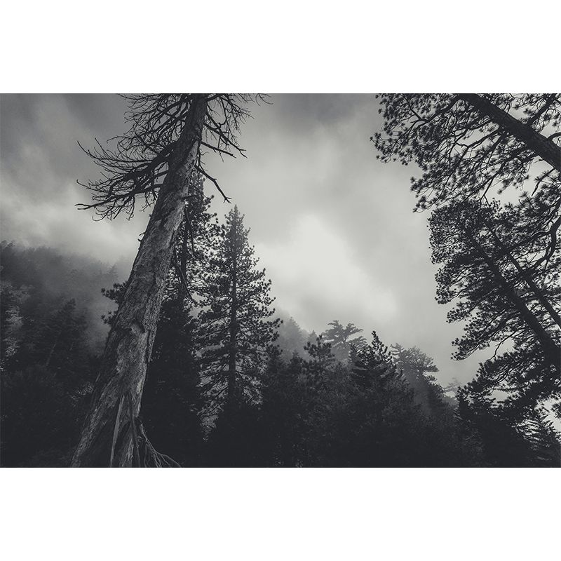 Vivid Scene Style Forest Wall Mural Wallpaper Photography Mildew Resistant for Decoration