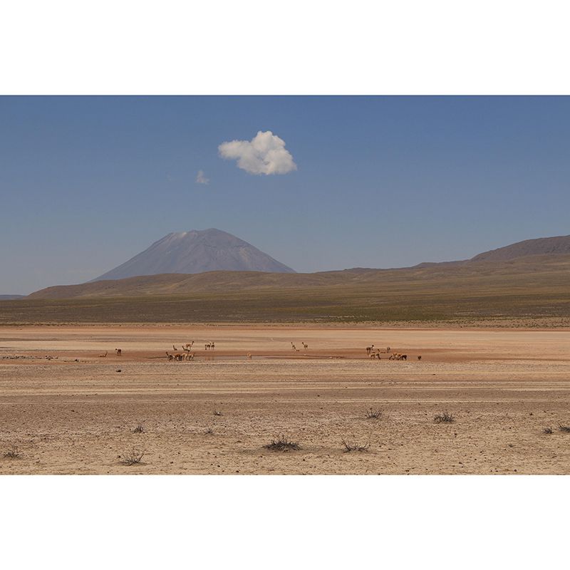 Room Mural Wallpaper Modern Desert Mildew Resistant Wall Decor