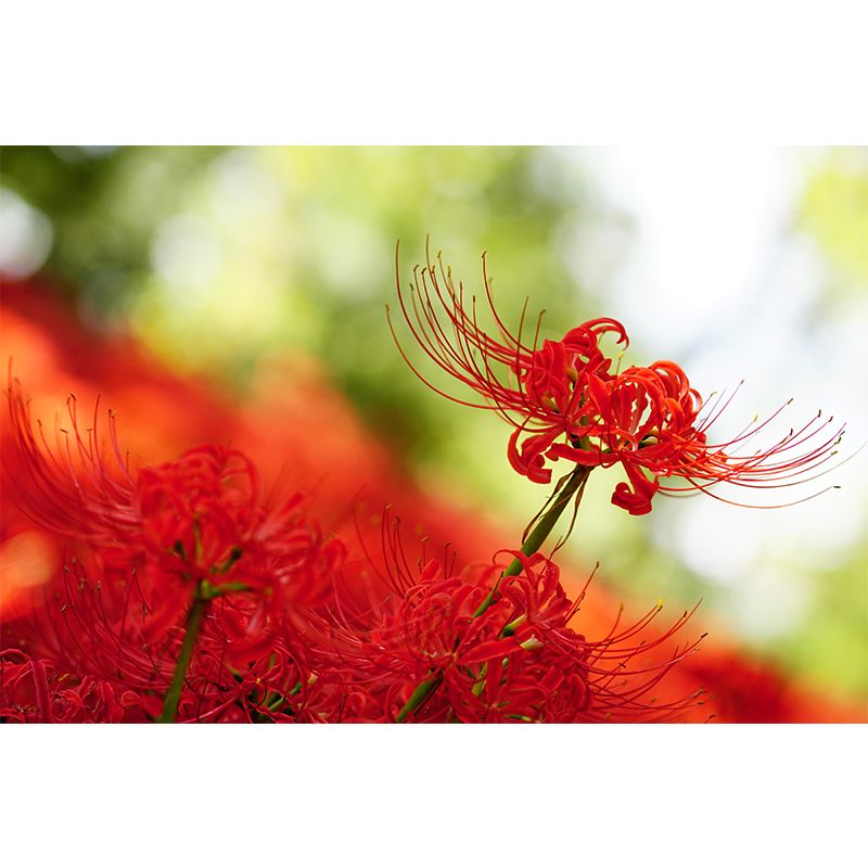 Beautiful Higan-Flower Wall Covering for Living Room Contemporary Moisture-Resistant Mural