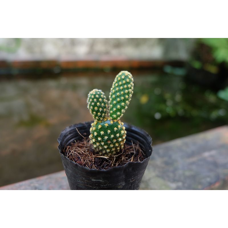 Green Cactus Mural Wallpaper Contemporary Home Decoration for Living Room