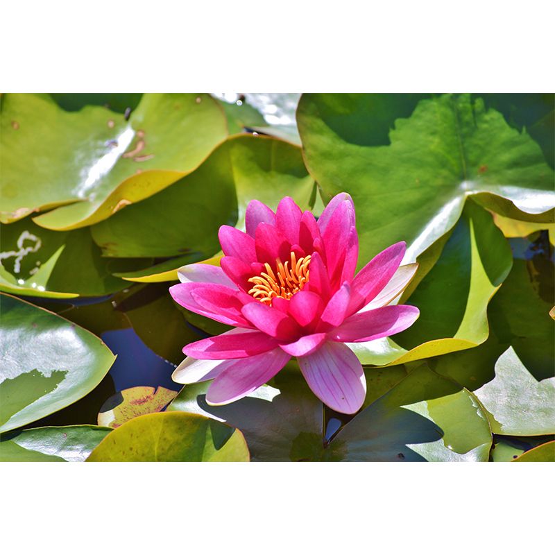 Lotus Flower Mural for Accent Wall Water Resistant Wall Covering in Light Color