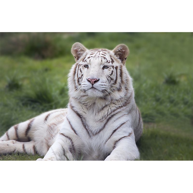 Contemporary Tiger Animal Wall Paper Murals for Home Moisture Resistant, Personalised Size