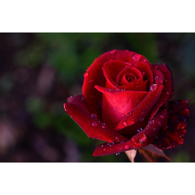 Modern Rose Mural Wallpaper Stain Resistant Wall Covering for Living Room