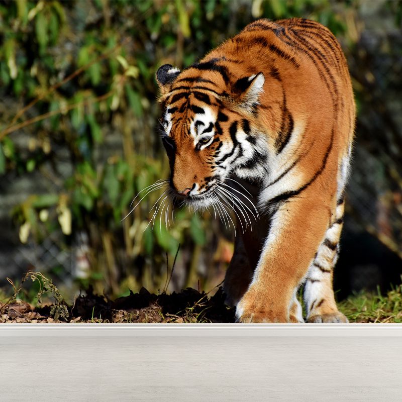 Cool Tiger Wall Paper Murals Waterproof Sitting Room Wall Decor, Custom Size Available