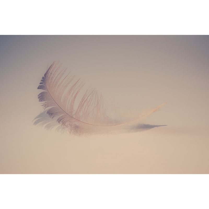 Feather Mildew Resistant Mural Wallpaper Sleeping Room Wall Mural