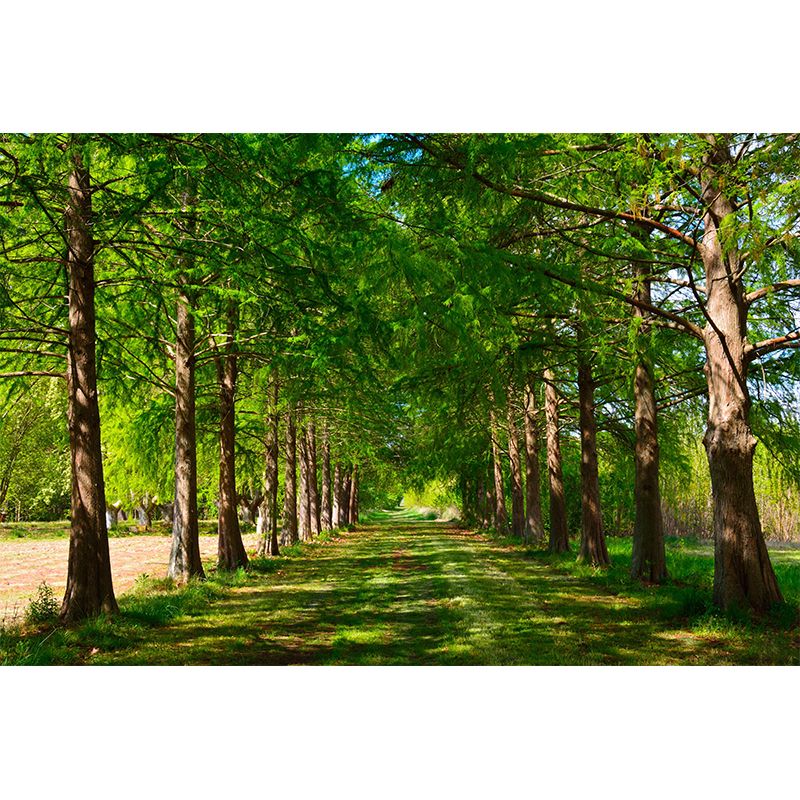 Contemporary Cypress-Trees Landscape Home Mural Mildew Resistant Wall Decor for Bedroom