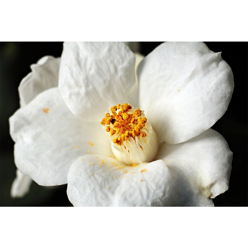 Camellia Mural Decal Contemporary Wallpaper Eco-friendly Wall Decor for Bedroom