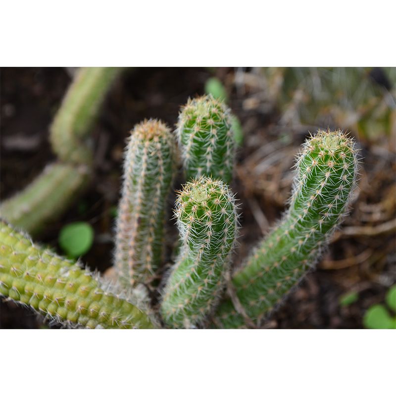 Cactus Plant Minimalist Wall Covering for Living Room, Customized Size Available