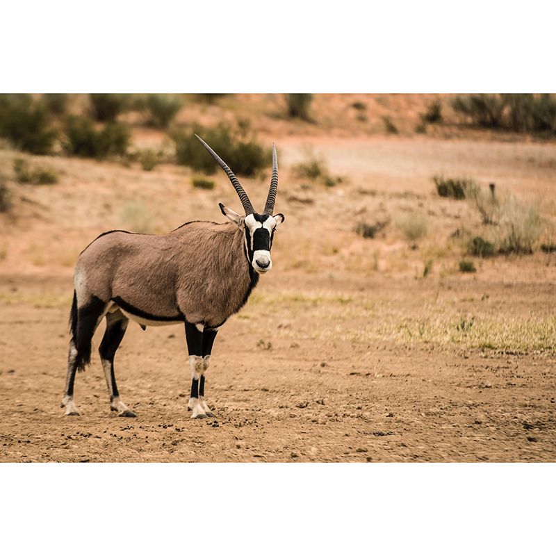 Mildew Contemporary Style Wild Animal Mural Wallpaper Resistant Wall Art