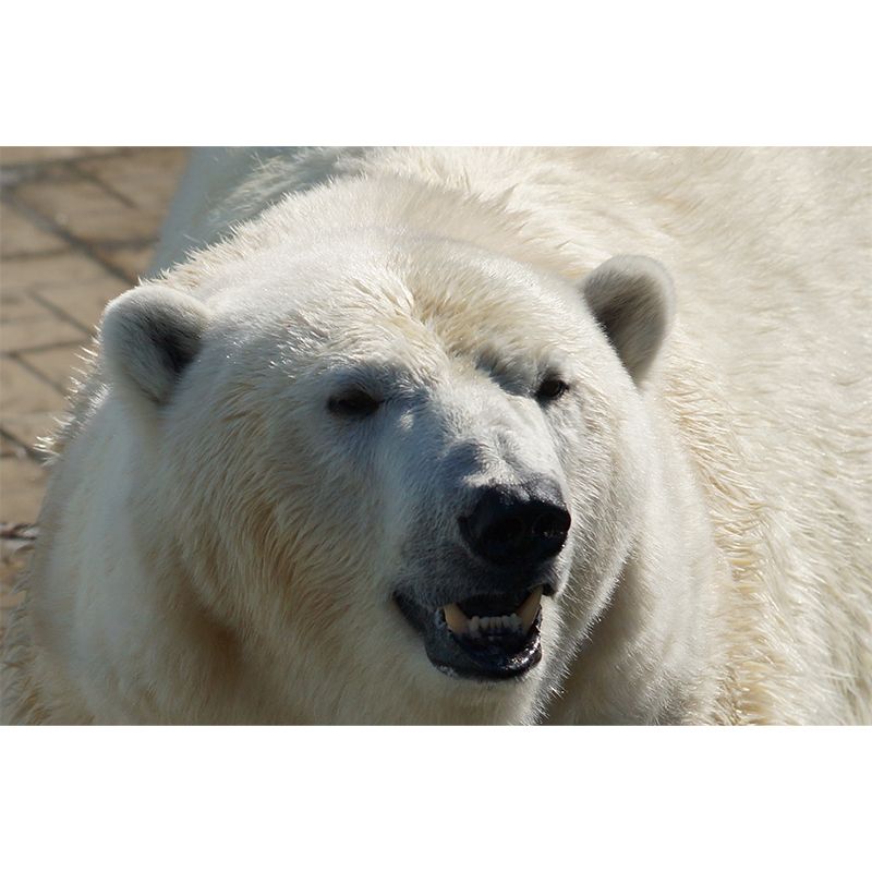 Polar Bear Animal House Wall Mural for Living Room Bedroom, Personalized Size