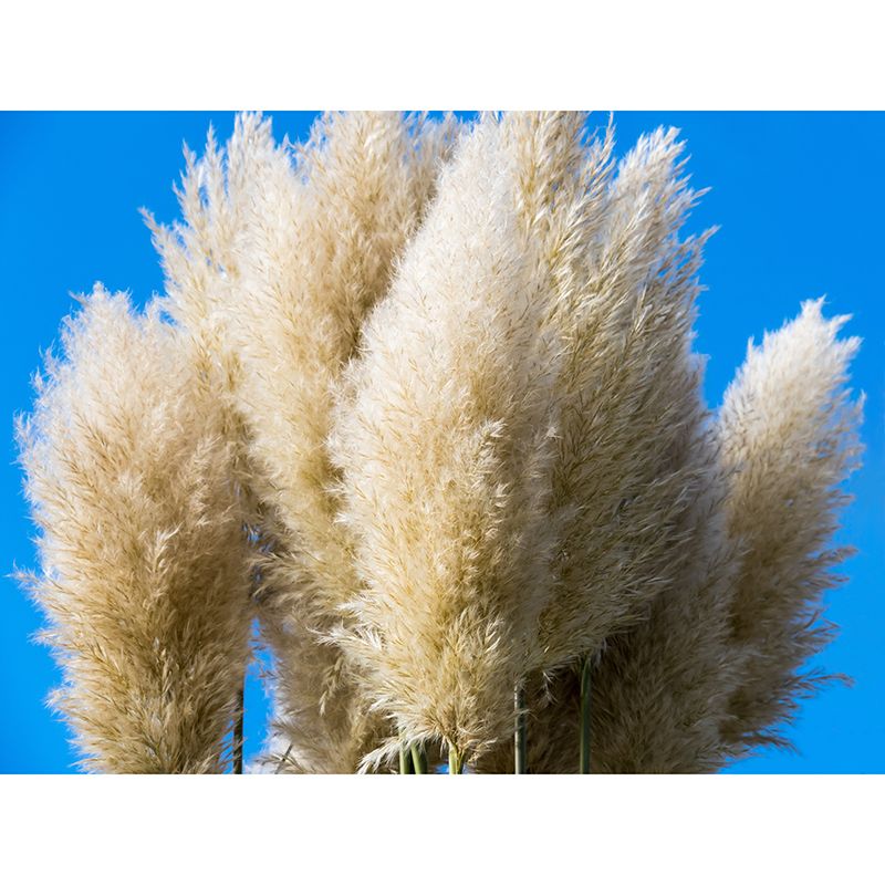 Grass Plant Murals for Bedroom Moisture Resistant, Custom Size Available