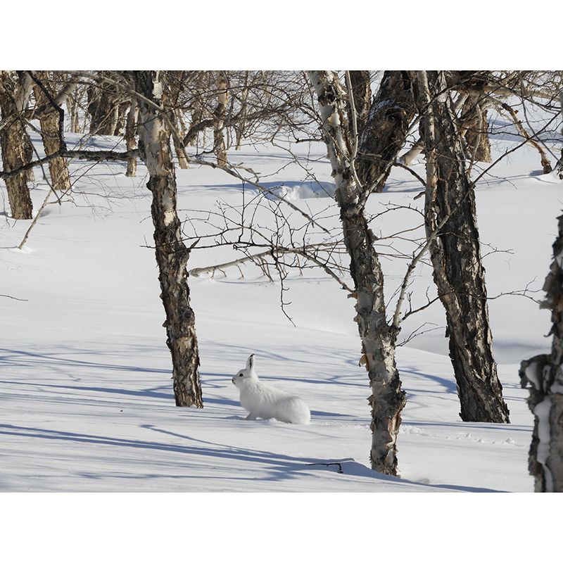 Hare Animal Mural Wallpaper Stain Resistant Wall Covering for Living Room