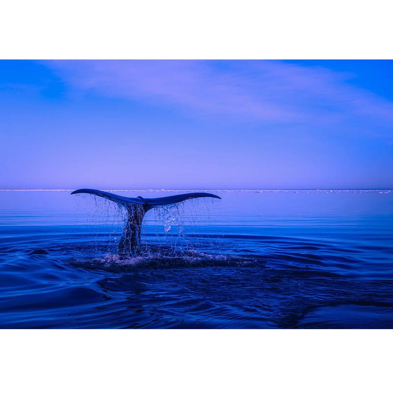 Wall Mural Photography Bedroom Coastal Sea Print Non-Pasted Environmental