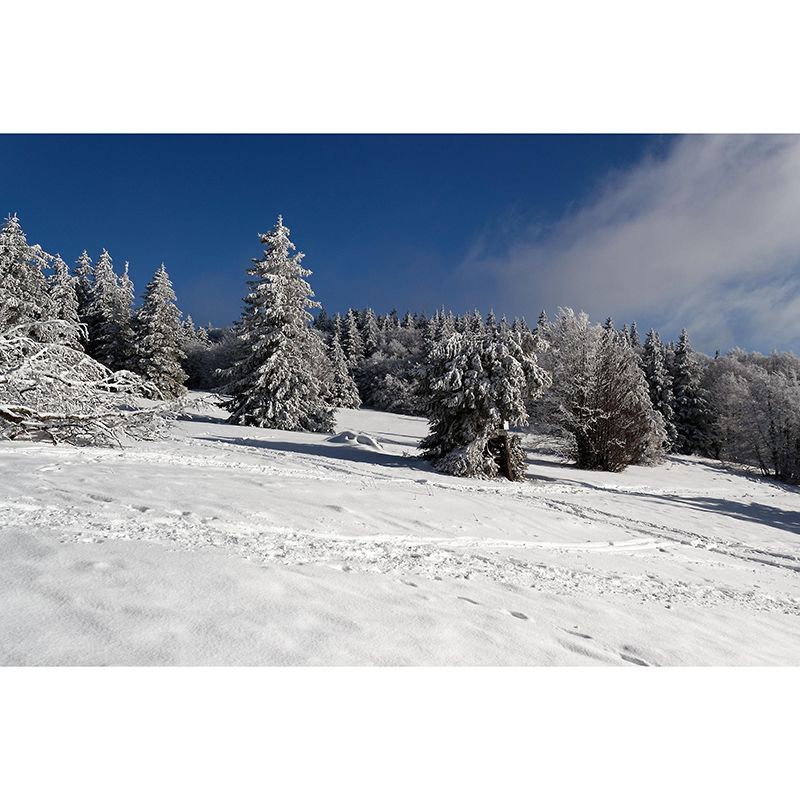 Wall Art Mural Photography Forest Wall Mural Wallpaper Bathroom