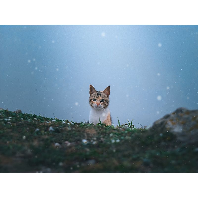 Modern Photography Mural Wallpaper Cute Cats Living Room Wall Mural