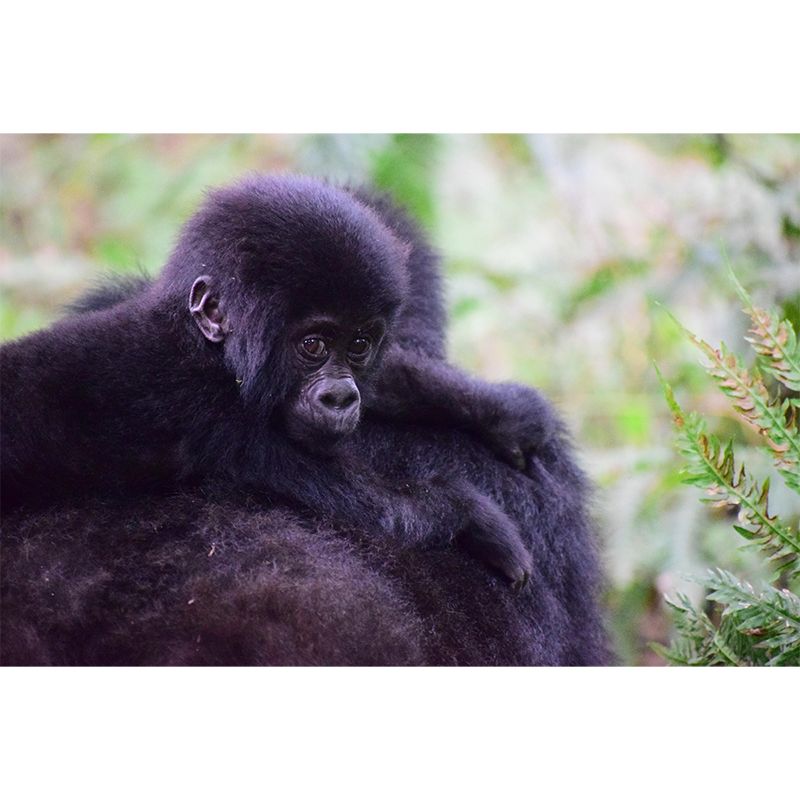 Chimpanzees Animal Wallpaper Mural Contemporary Style Wall Art for Living Room