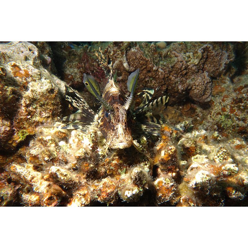 Environment Friendly Mural Wallpaper Tropical Beach Style Mural for Wall Decor