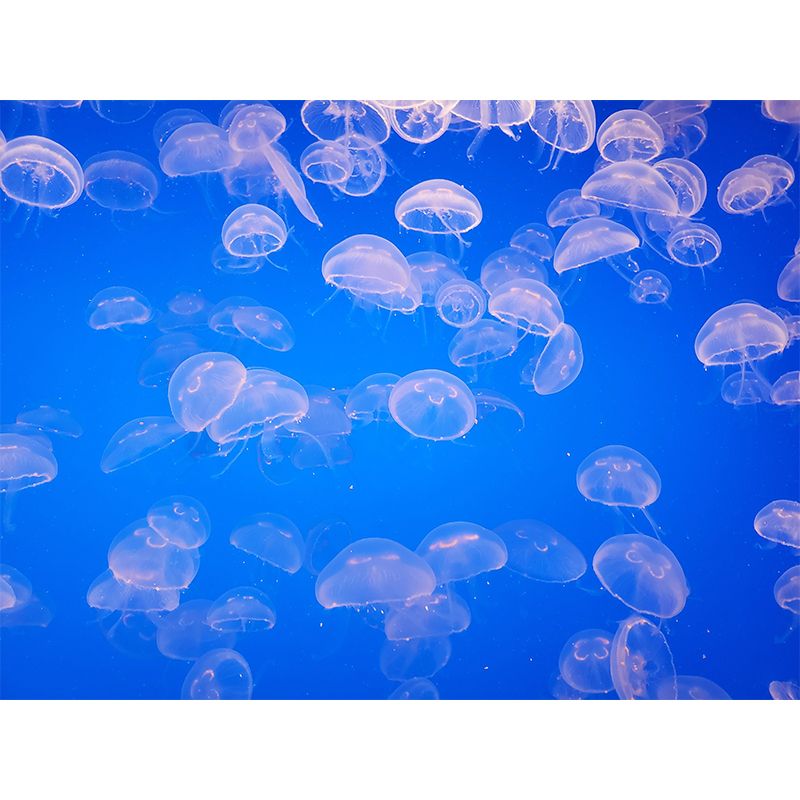 Stain Resistant Photography Wallpaper Underwater Home Decor Wall Mural