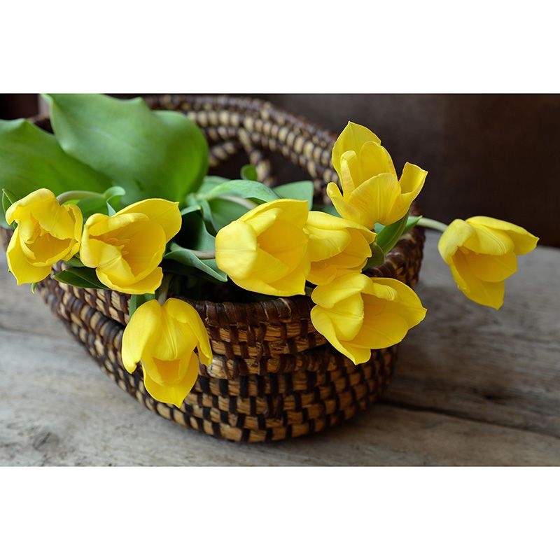 Soft Color Tulip Print Mural Contemporary Style Wall Art for Home Decoration