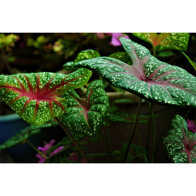 Green Caladium Mural Decal Moisture Resistant for Reading Room, Made to Measure