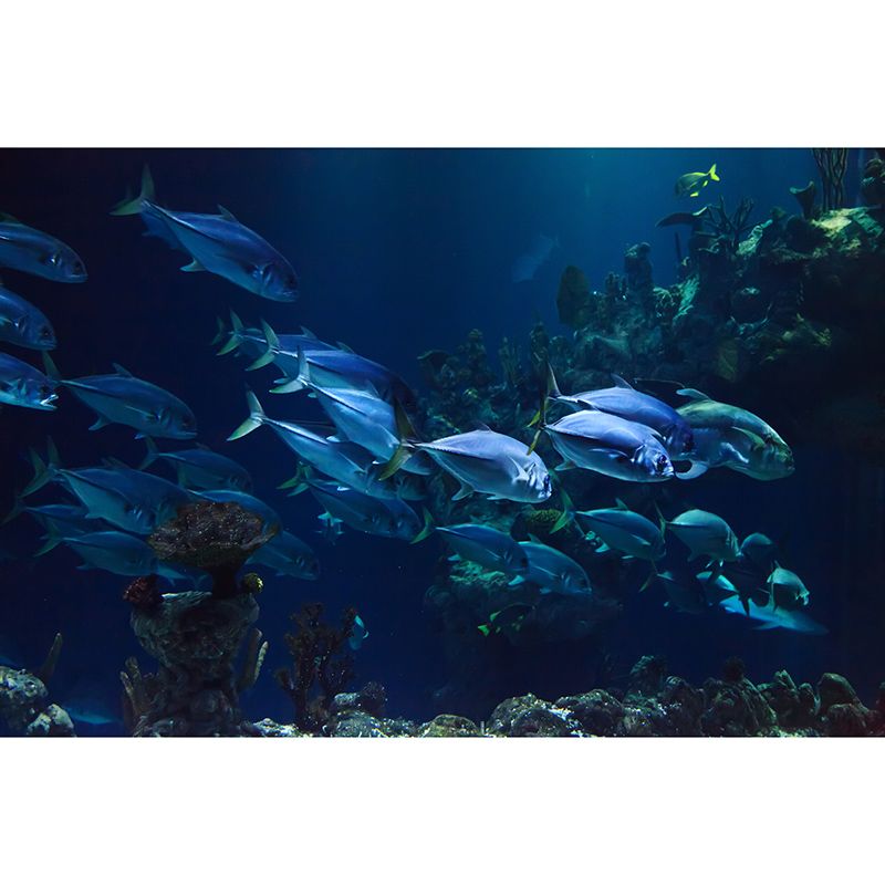 Tropical Seabed Mural Wallpaper for Aquarium Stain Resistant, Made to Measure