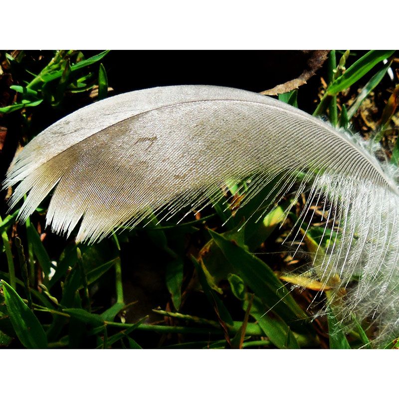 Minimalist Feather Mural Wallpaper Waterproofing Wall Covering for Sitting Room