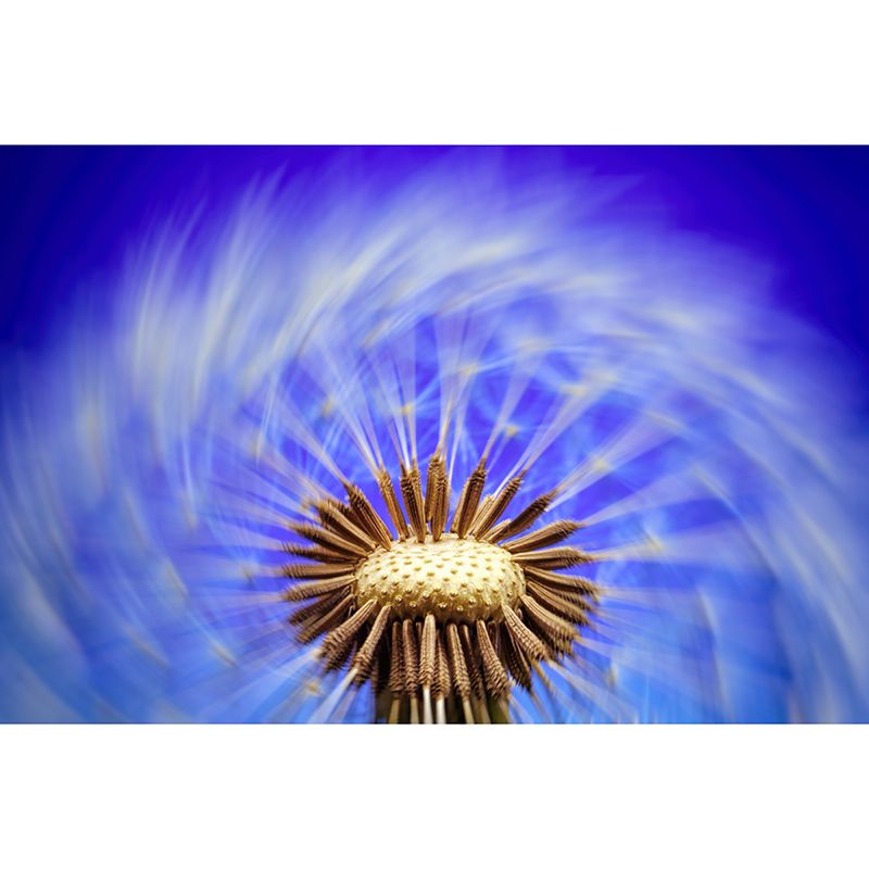 White Dandelion Mural Wallpaper Stain Resistant Modern Interior Decoration