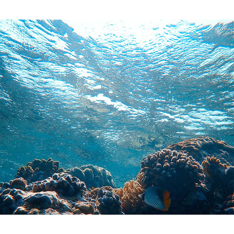 Bright Color Wall Mural Wallpaper Seabed Sitting Room Wall Mural