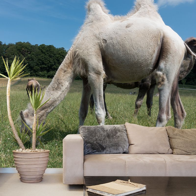 Desert Camel Wallpaper for Bedroom, Waterproofing, Custom Size Available