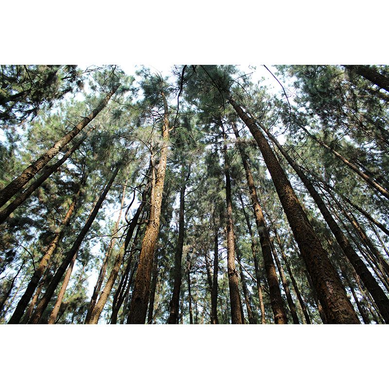 Contemporary Style Forest Mural Horizontal Photography Living Room Wall Mural