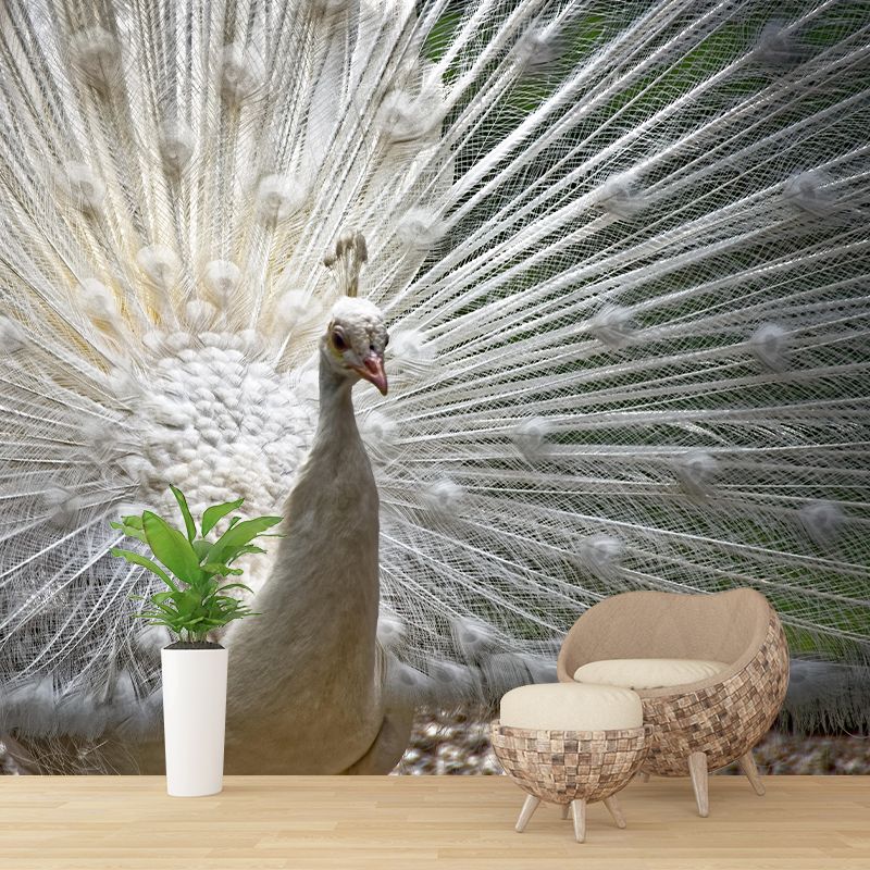 Soft Color Peacock Mural Contemporary Photography for Living Room Decoration