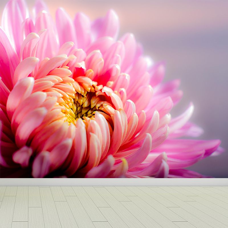 Chrysanthemum Wall Mural Photography Horizontal Modern Living Room Wall Covering