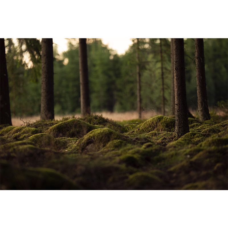 Bright Color Moss Painting Mural Decal Modern Stain-Proof Wall Covering