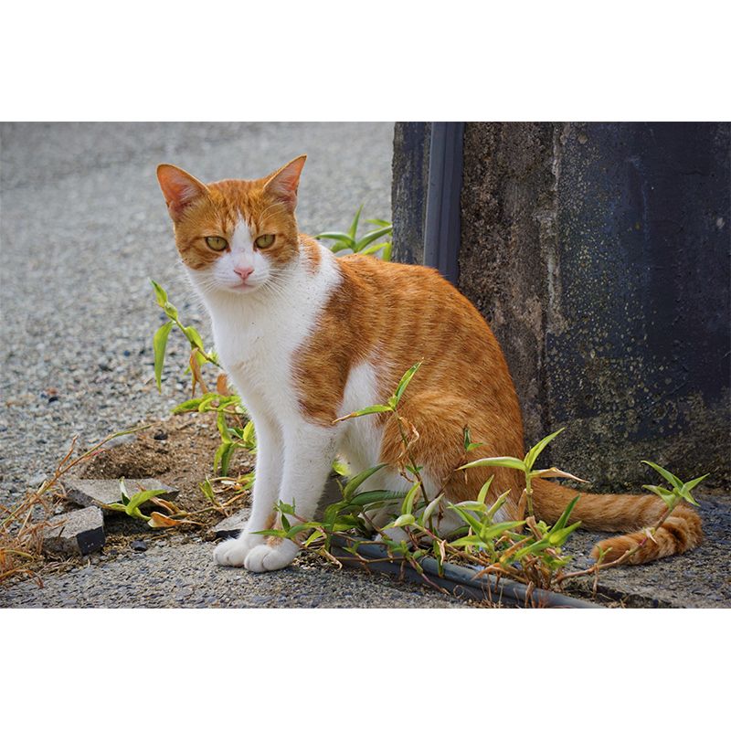 Horizontal Photography Orange Cat Mural Stain Resistant Wall Art for Living Room