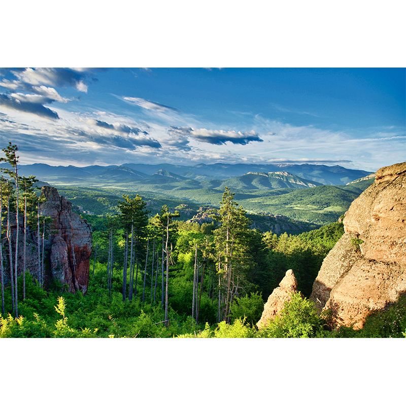 Contemporary Photography Style Forest Mural Wallpaper Mildew Resistant for Home Decor