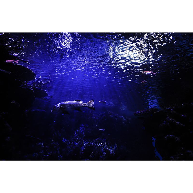 Environment Friendly Resistant Mural Wallpaper Marine Life Sleeping Room Wall Mural