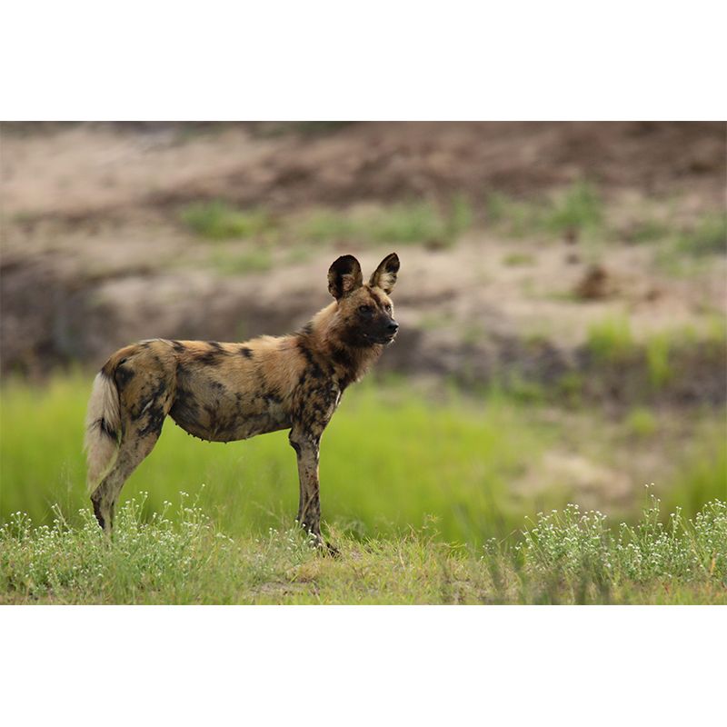 Contemporary Style Hyena Mural Eco-friendly Wallpaper Wall Covering for Sitting Room