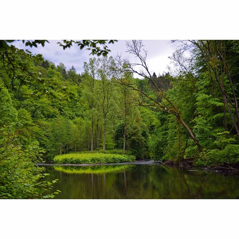 Wall Decor Forest Mildew Resistant Wall Mural Wallpaper Forest Landscapes Pattern