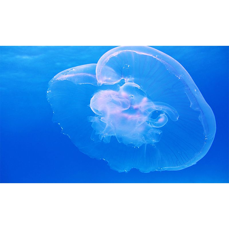 Planktonic Jellyfish Wall Decor for Dining Room Bedroom, Made to Measure