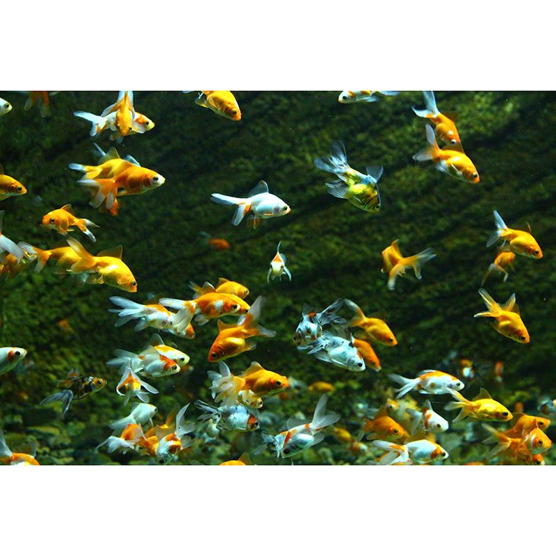 Sea Creatures Photography Decorative Wall Murals for Bedrooms Sitting Room