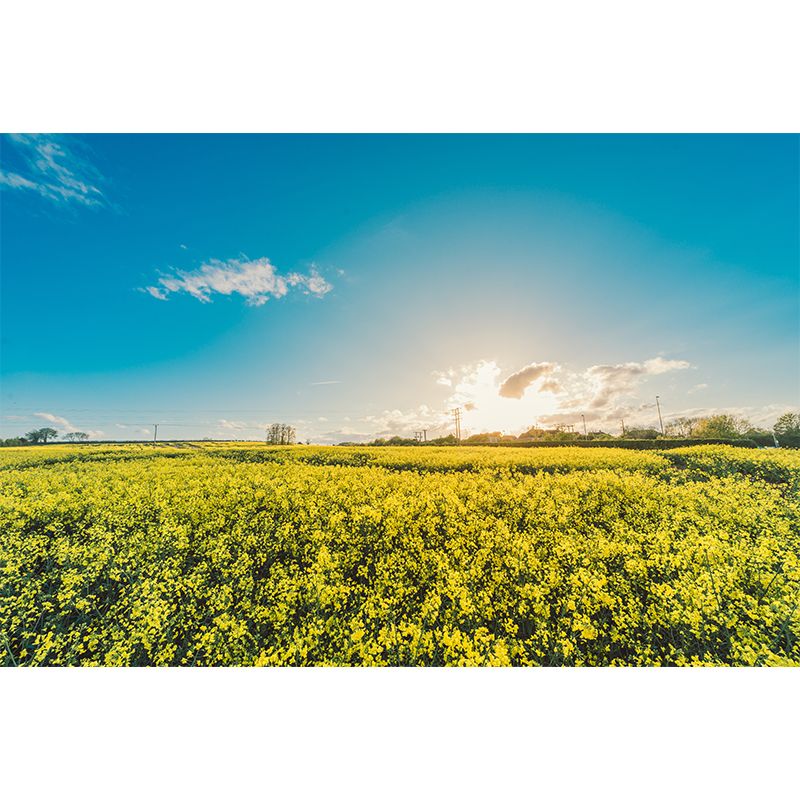 Many Flowers Wall Mural Mildew Resistant Wall Decor for Sitting Room Bedroom