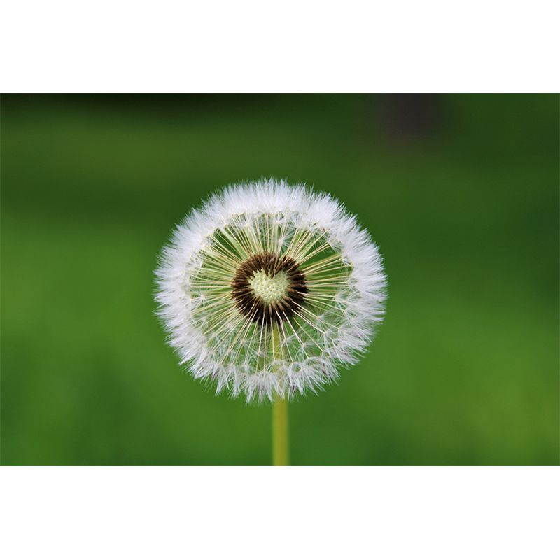 Dandelion Plant Mural Wallpaper for Living Room Decor, Custom Size Available