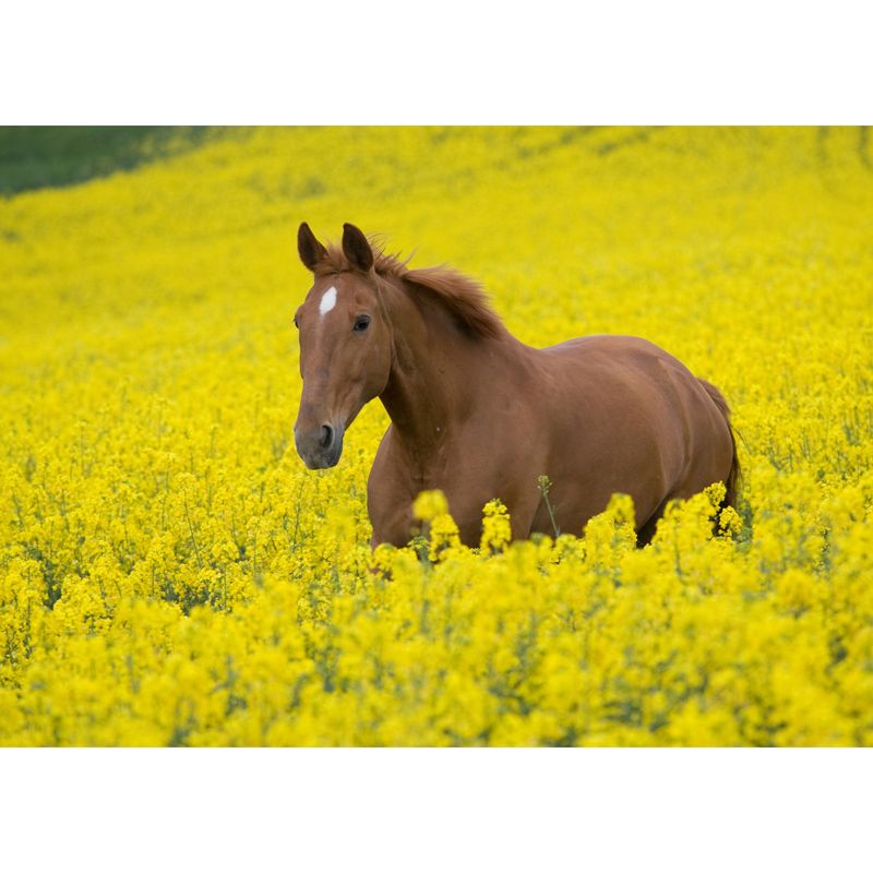 Horse Mural Decal Modern Decorative Boys Room Wall Covering, Custom Size Available