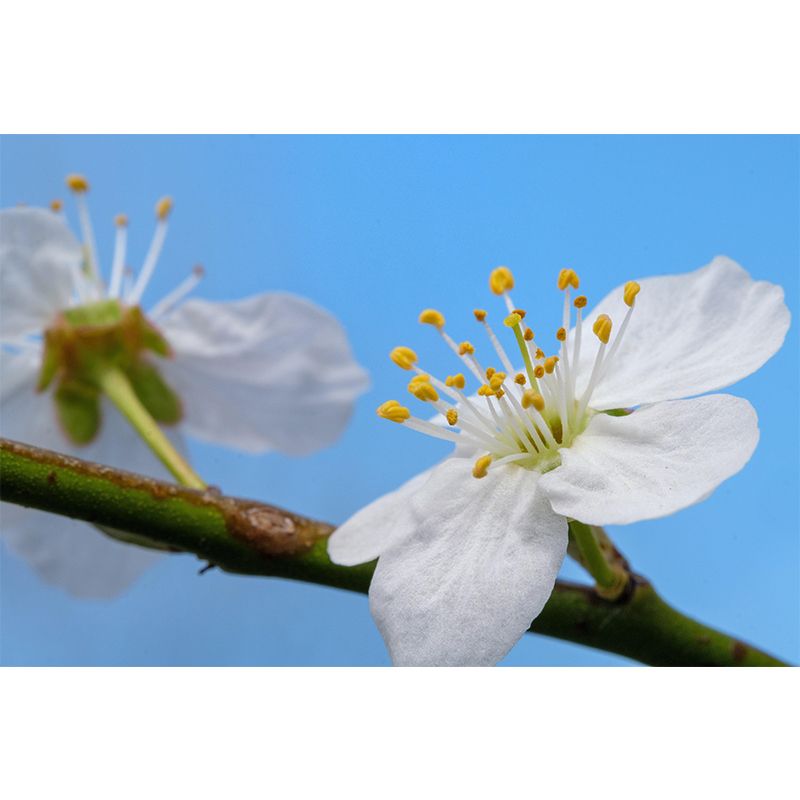 Beautiful Flowers Murals Wallpaper Modern Stain Resistant Wall Decor in Multi-Clor